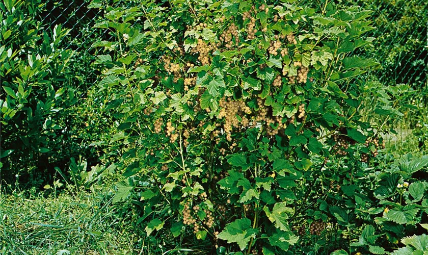 Ribes aureum