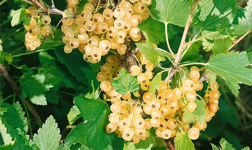 Ribes rubrum, weiß