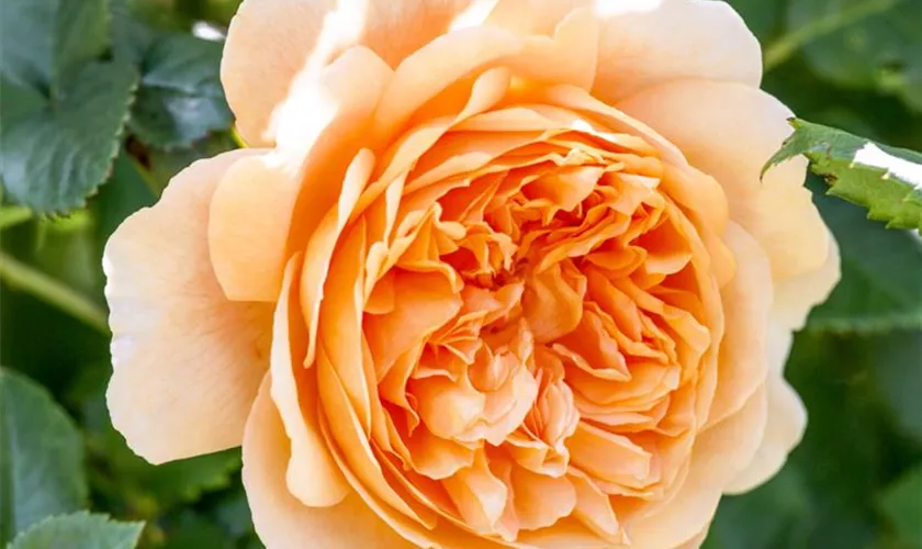 Strauchrose 'Crown Princess Margareta'®