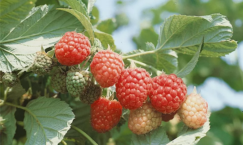 Rubus idaeus 'Autumn Bliss'(s)