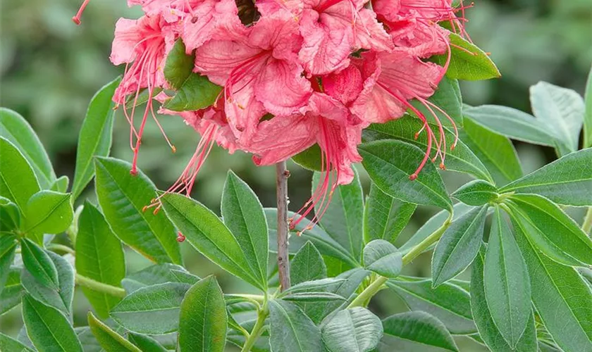 Rhododendron viscosum 'Weston´s Sparkler'