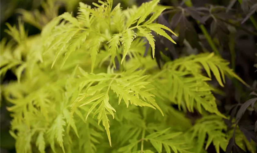 Traubenholunder 'Plumosa Aurea'