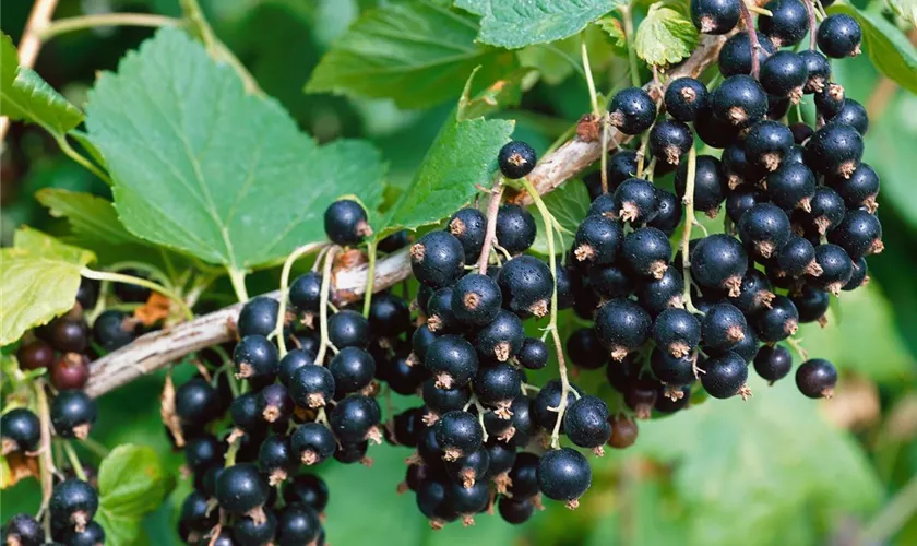 Ribes nigrum 'Ben Nevis'