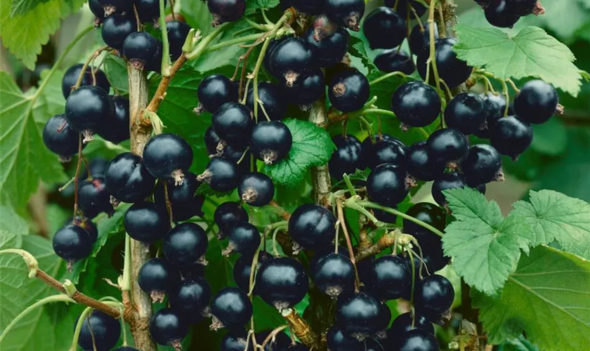 Ribes nigrum 'Schlaraffenländle'