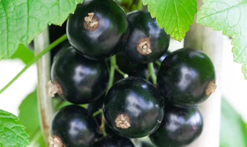 Ribes nigrum 'Black Giant'