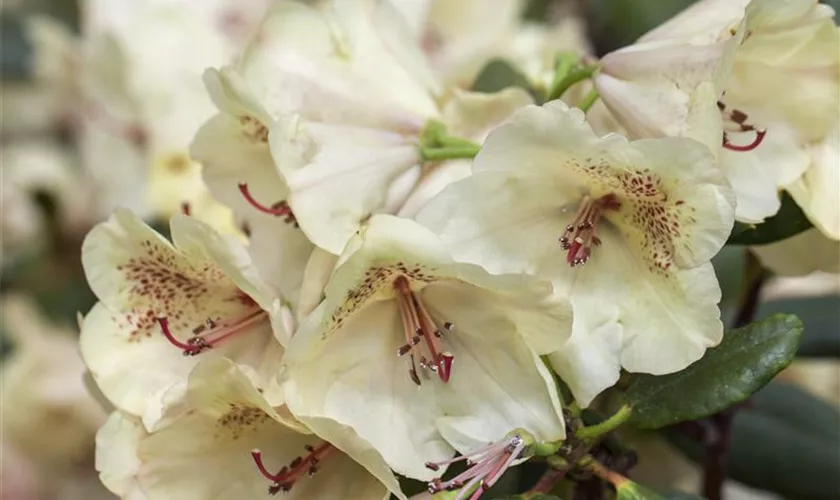 Rhododendron-Hybride 'Viscy'