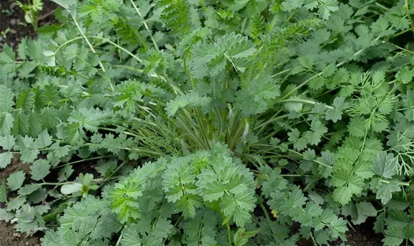 Sanguisorba minor 'Mano Verde'