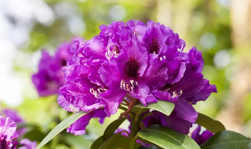 Rhododendron-Hybride 'Rasputin'