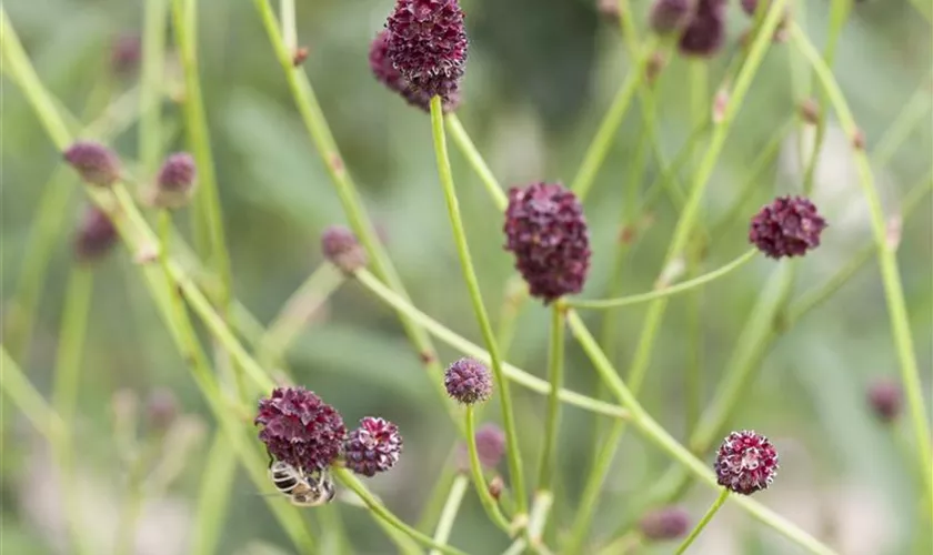 Sanguisorba officinalis