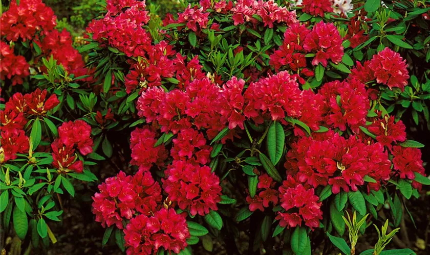 Rhododendron 'Red Impulse'