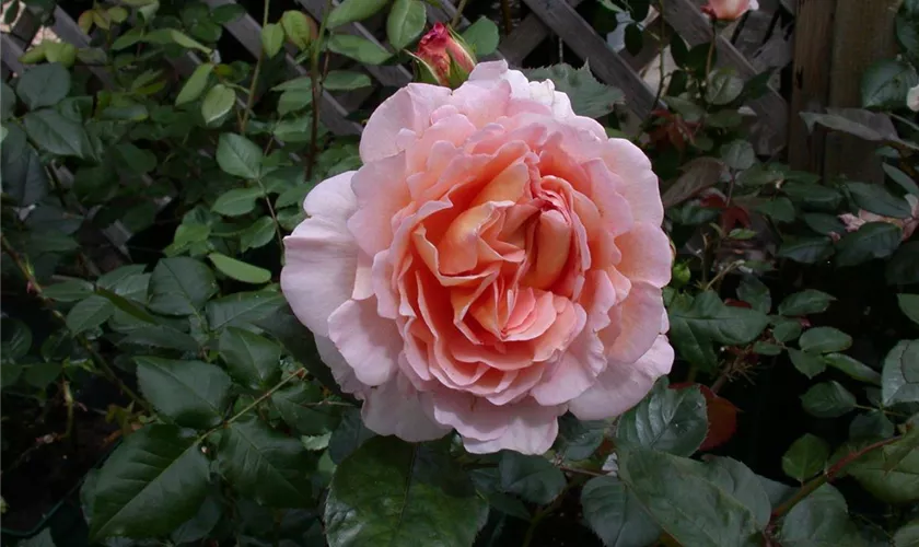 Rosa 'Melli'