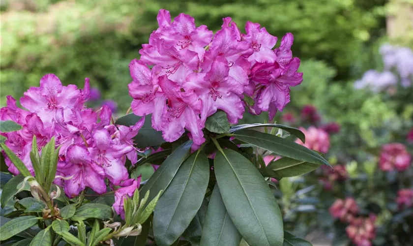 Rhododendron-Hybride 'Walküre'®