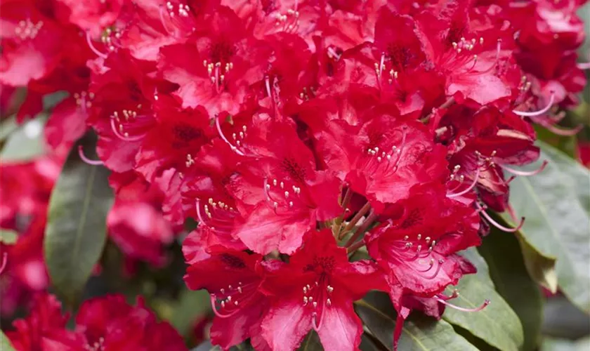 Rhododendron-Hybride 'Red Jack'