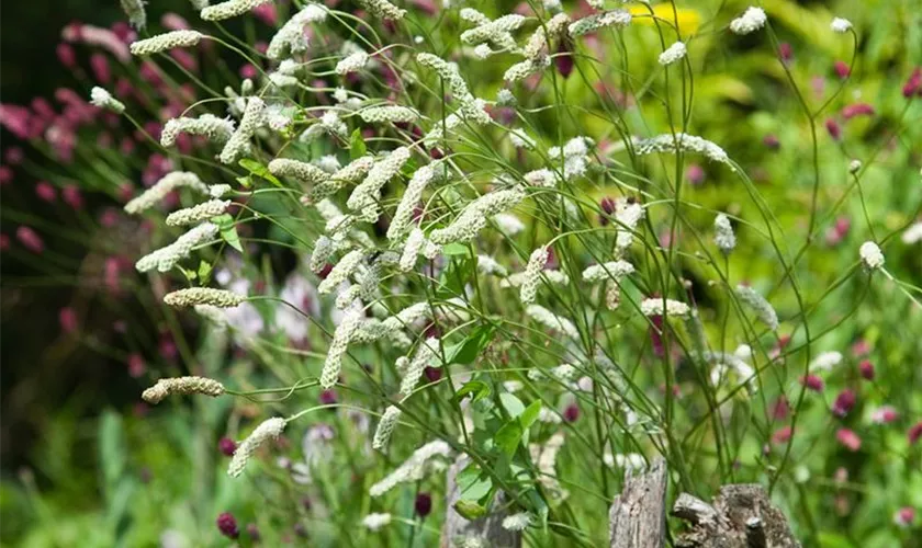 Sanguisorba tenuifolia