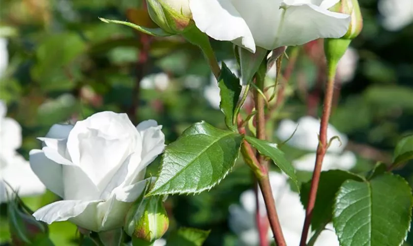 Edelrose 'Annapurna'®