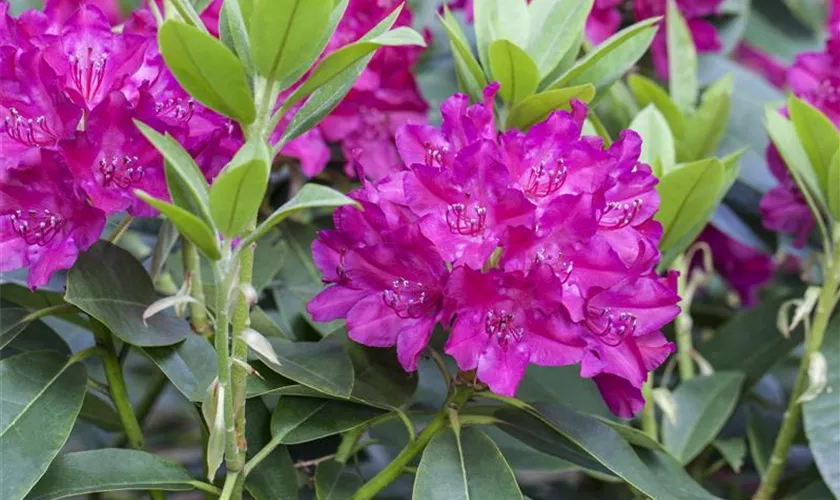 Rhododendron 'Renata'