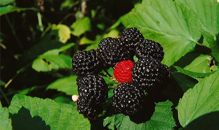 Rubus occidentalis 'Black Jewel'