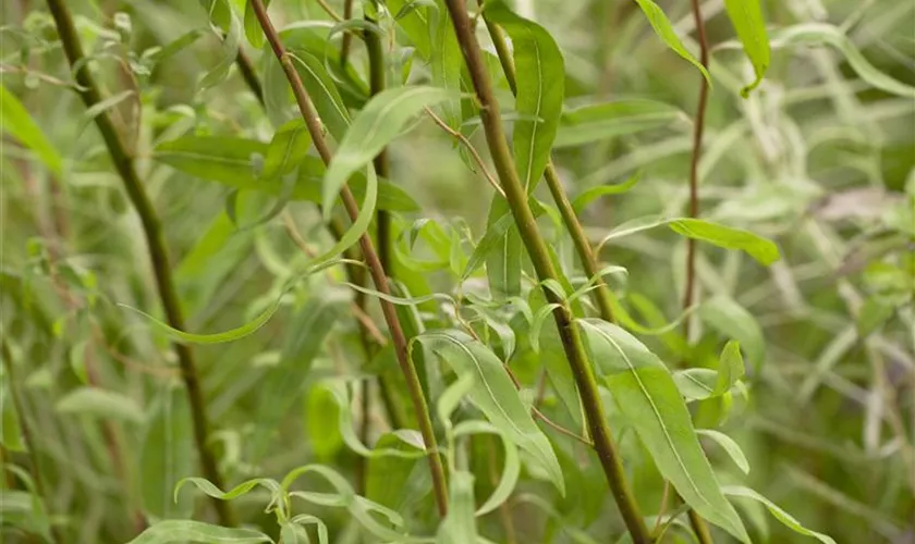 Salix matsudana 'Tortuosa'