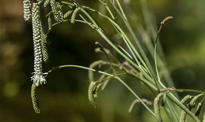 Sanguisorba tenuifolia 'Alba'