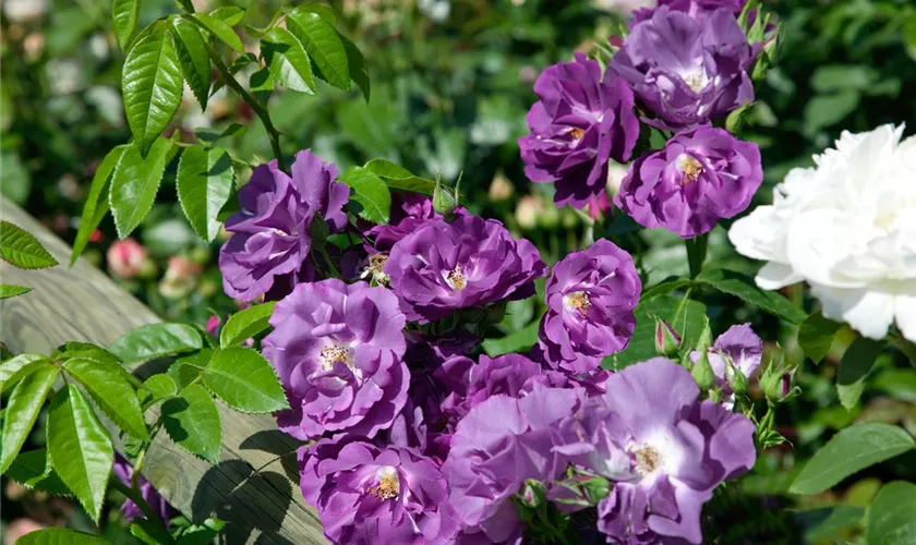 Rosa 'Rhapsody in Blue'®