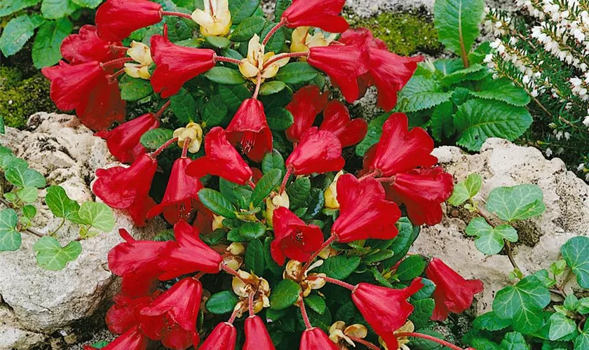 Zwergrhododendron 'Carmen'