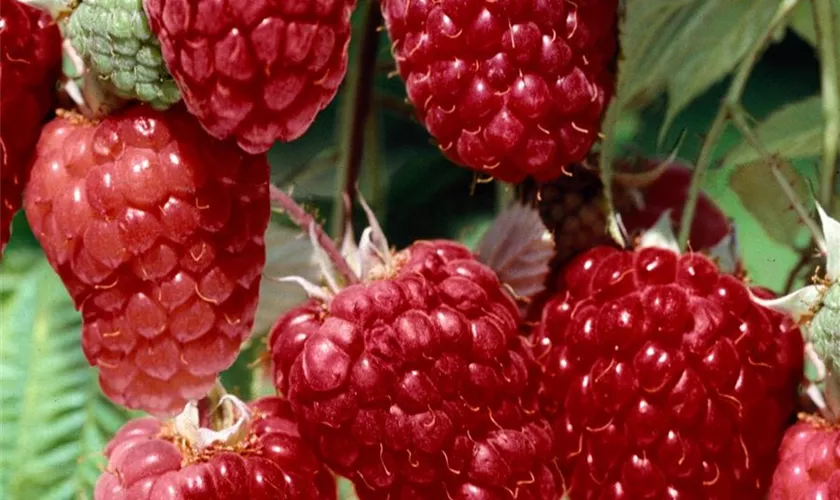 Rubus idaeus 'Chilliwack'