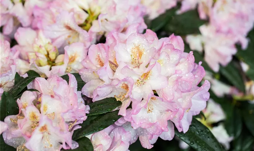 Rhododendron 'Wilhelm Bruns'