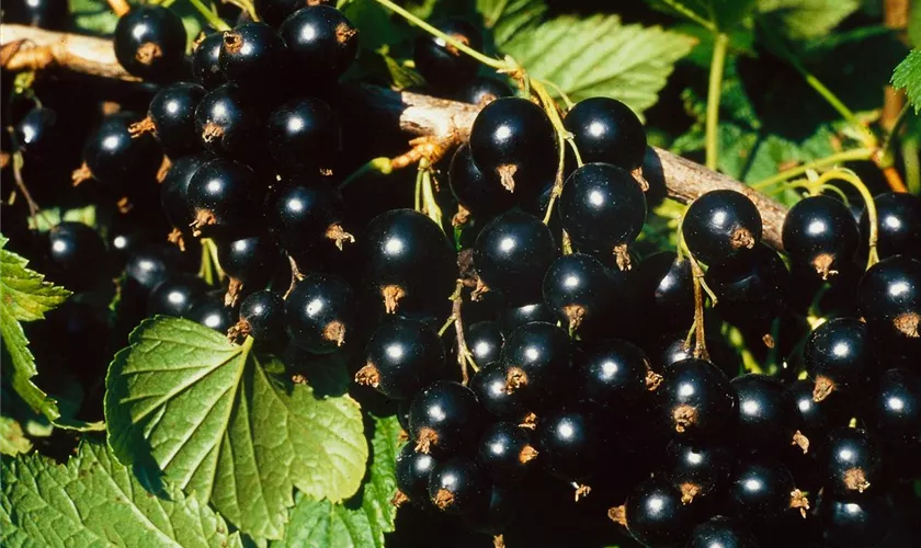 Ribes nigrum 'Genoir 1'