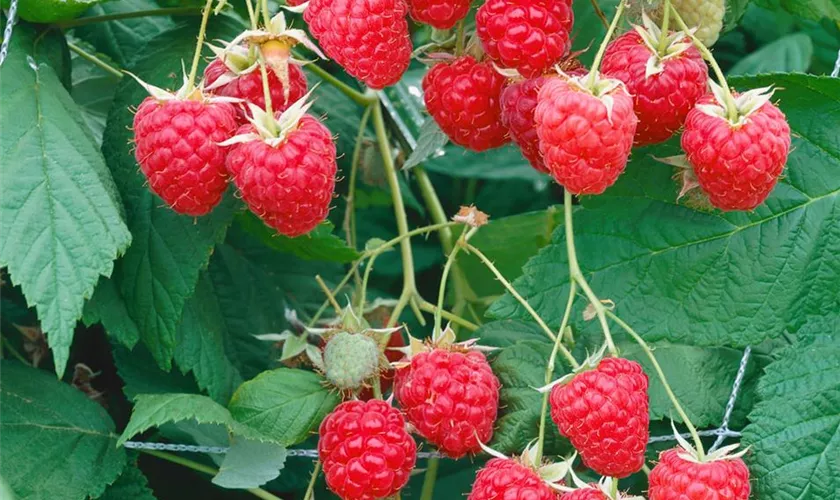 Rubus idaeus 'Elida'®