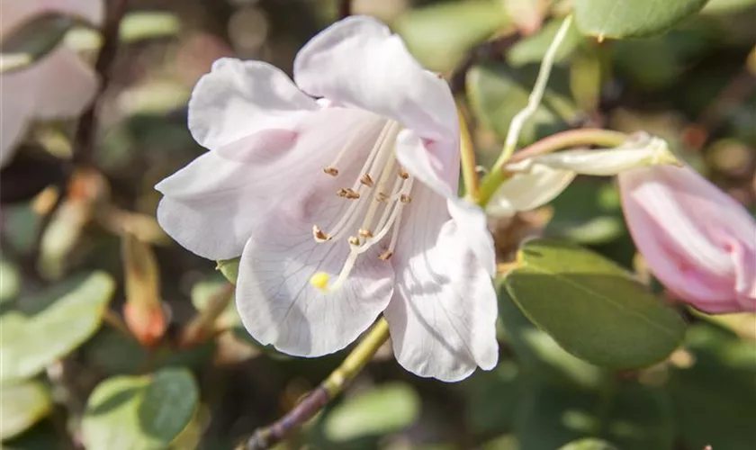 Rhododendron williamsianum