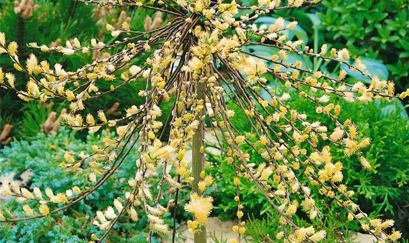 Salix repens 'Armando'(s)