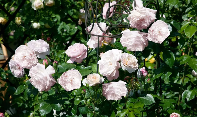 Strauchrose 'Herkules'®