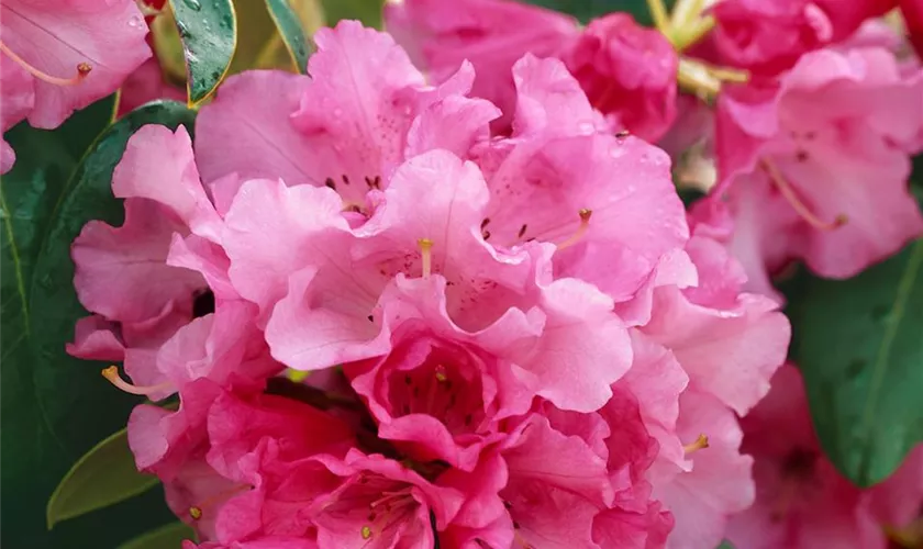 Rhododendron williamsianum 'April Glow'