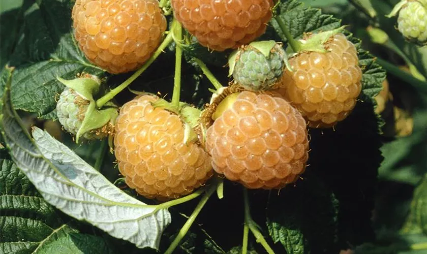 Rubus idaeus 'Golden Bliss'