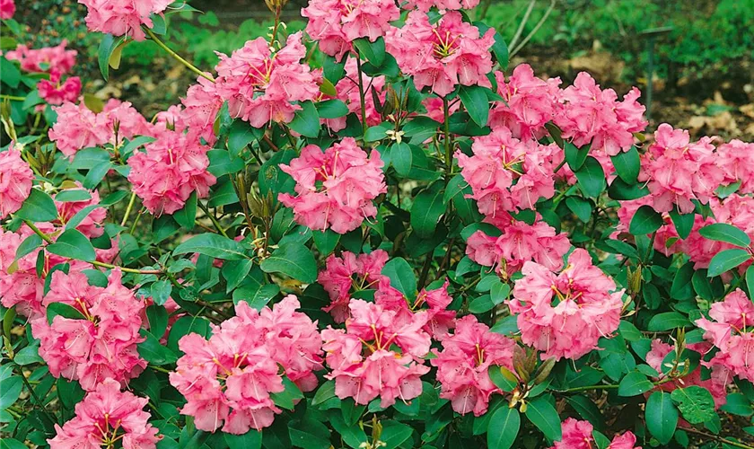 Rhododendron williamsianum 'Claudius'