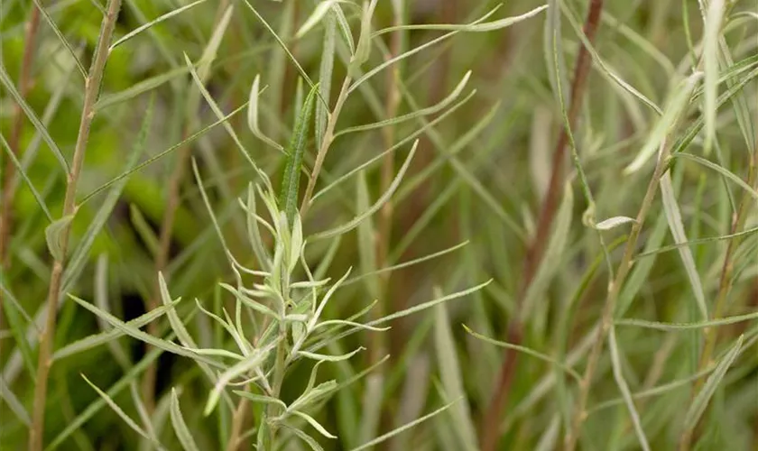 Salix rosmarinifolia