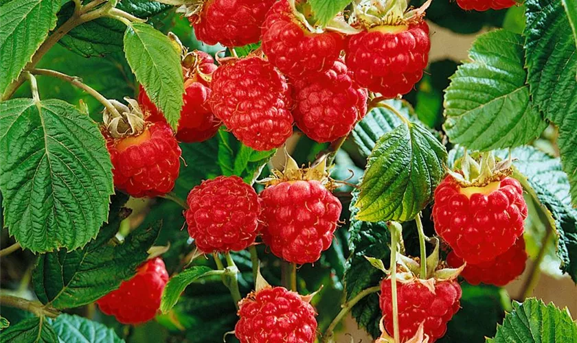 Rubus idaeus 'Glen Ample'(s)