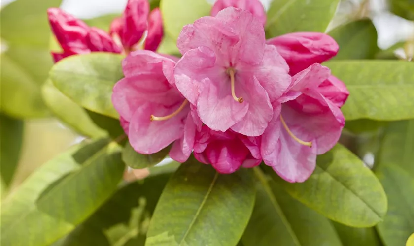 Rhododendron williamsianum 'Gartendirektor Glocker'