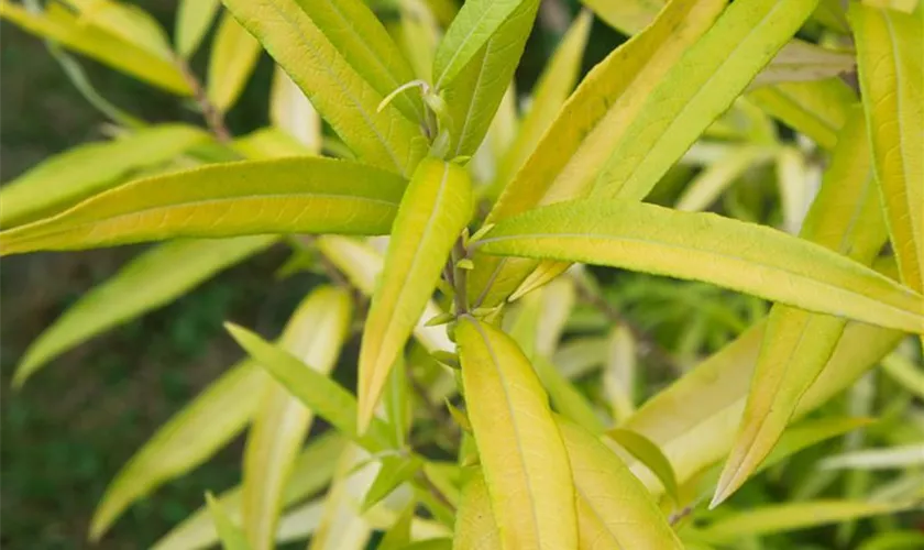 Salix sachalinensis 'Golden Sunshine'