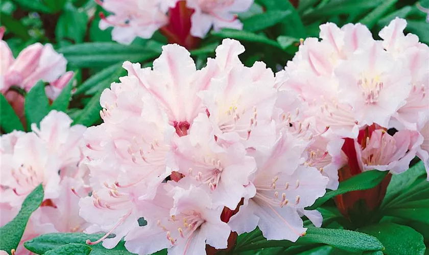 Rhododendron williamsianum 'Jackwill'