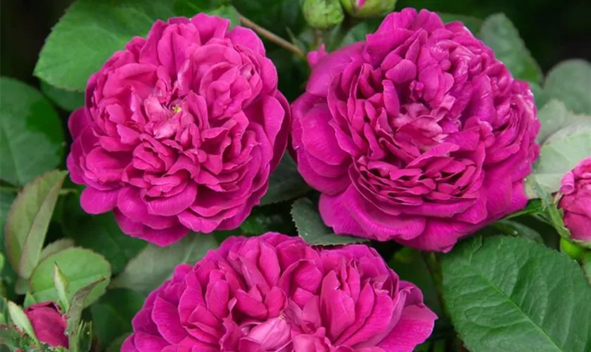 Rosa 'Rose de Resht'