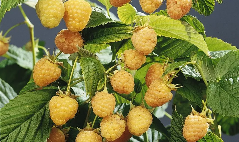 Rubus idaeus 'Golden Queen'