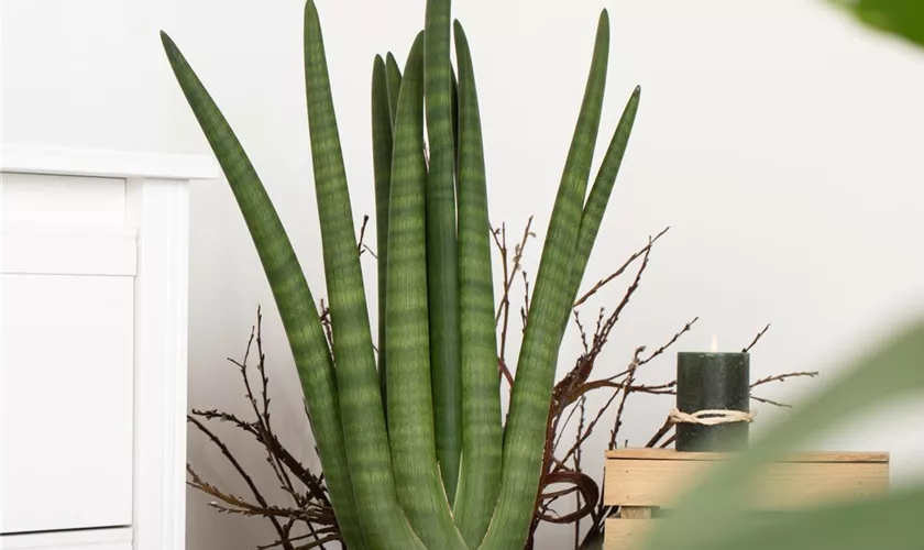 Sansevieria cylindrica 'Skyline'