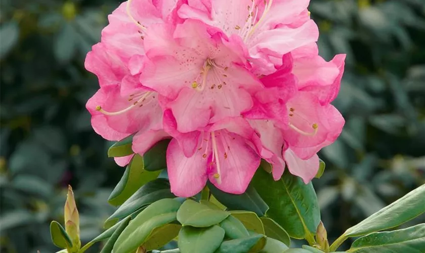 Williams Rhododendron 'Stadt Essen'