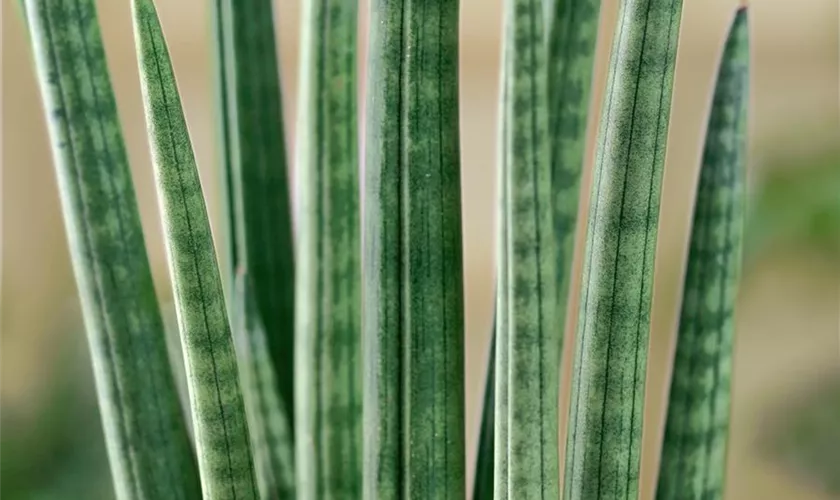 Sansevieria cylindrica 'Superfan'