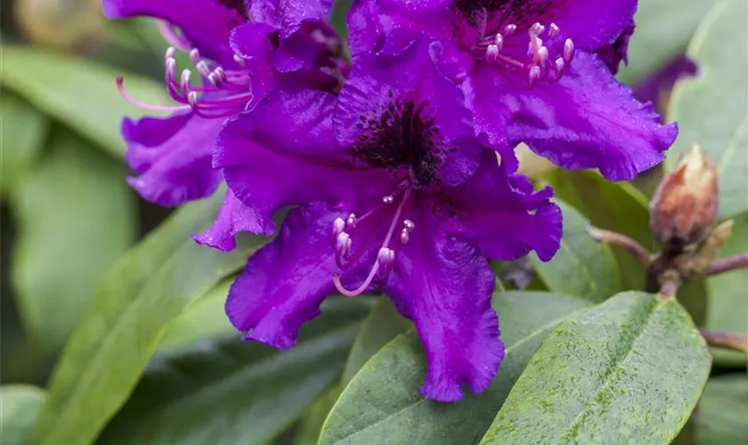 Rhododendron 'Rhododendronpark Graal-Müritz'