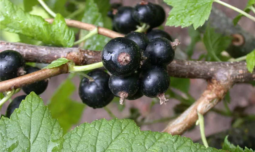 Ribes nigrum 'Tenah'