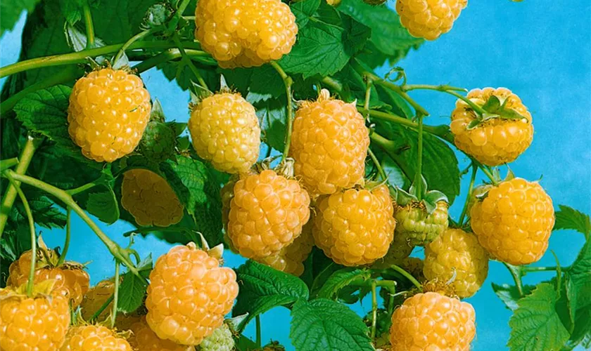 Rubus idaeus 'Herbstgold'