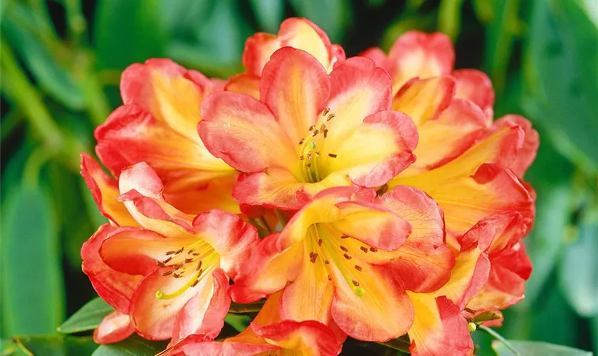 Rhododendron-Hybride 'Ring of Fire'