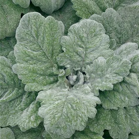 Salvia argentea 'Artemis'